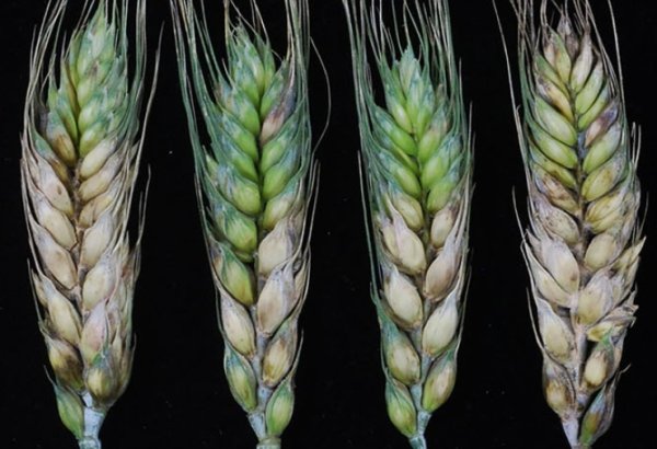 永华证券 科学家找到小麦抗病早熟的“双效开关”