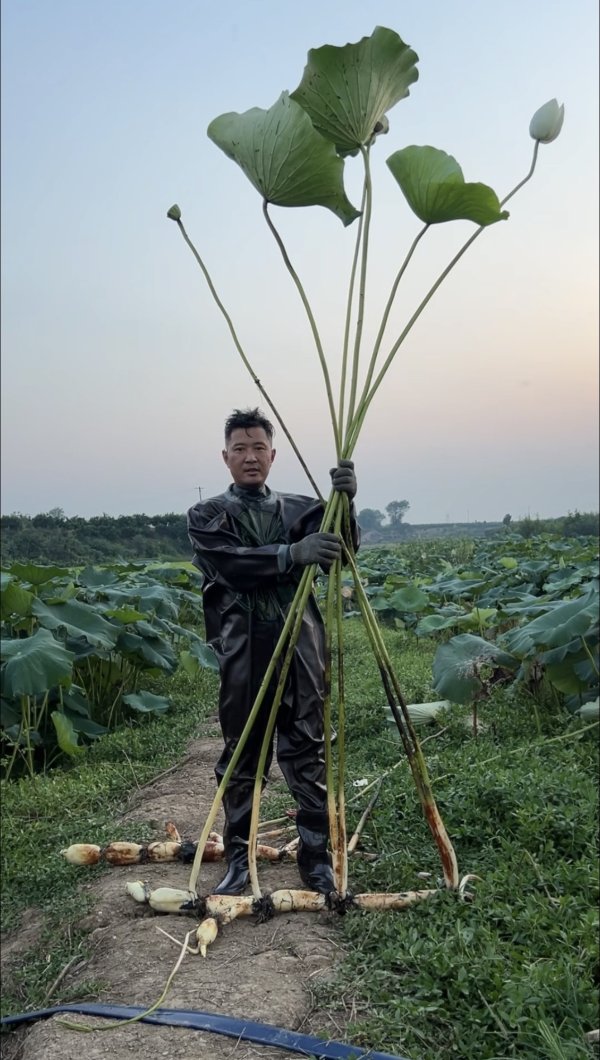 老钱庄 养殖者挖出3米高的完整莲：荷叶、荷花、莲子、藕原来长这样